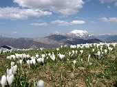 16 Crocus di primavera